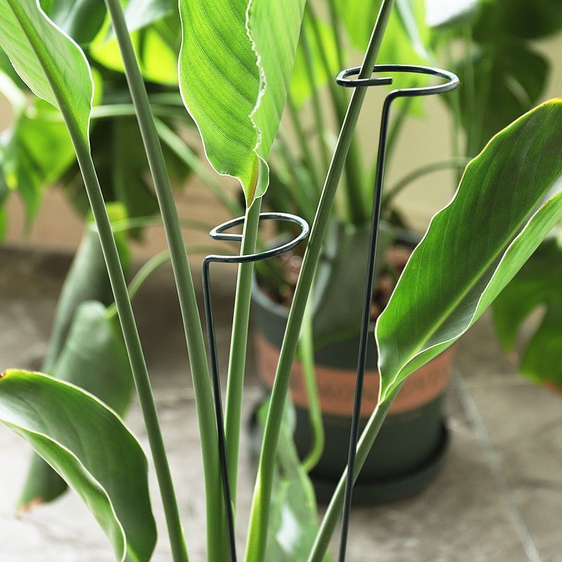1/10pcs Garden สนับสนุน Stake  - Gardening Tools Holder บทวิจารณ์และราคา