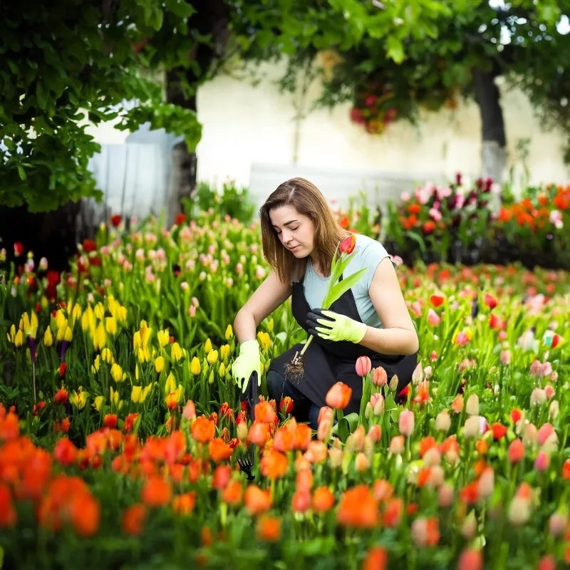 เครื่องมือทำสวน 2-in-1 แบบใช้ม - Gardening Tools For Weeds บทวิจารณ์และราคา