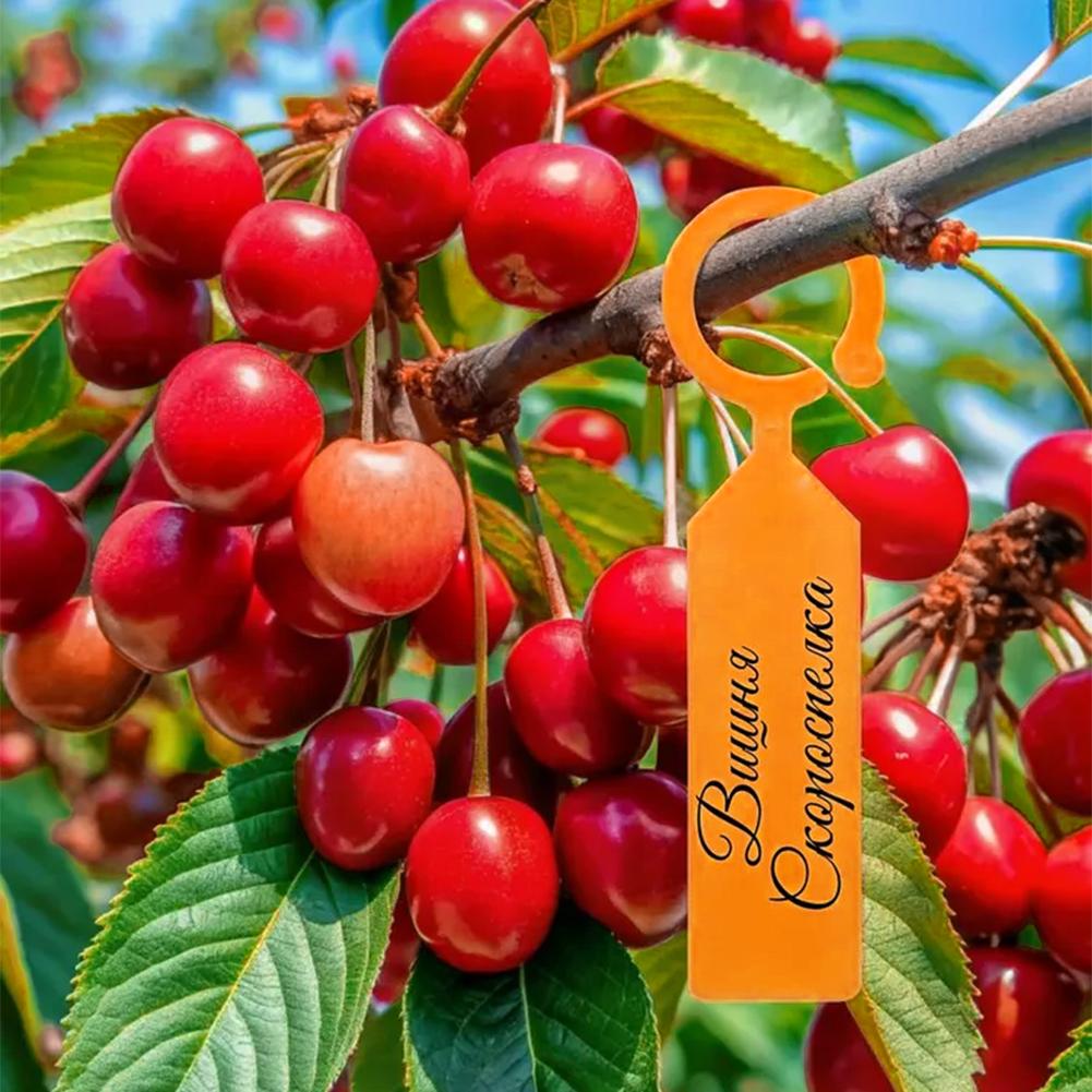 ป้ายแท็กสำหรับปลูกต้นไม้ในสวน  - Garden Label Marker บทวิจารณ์และราคา